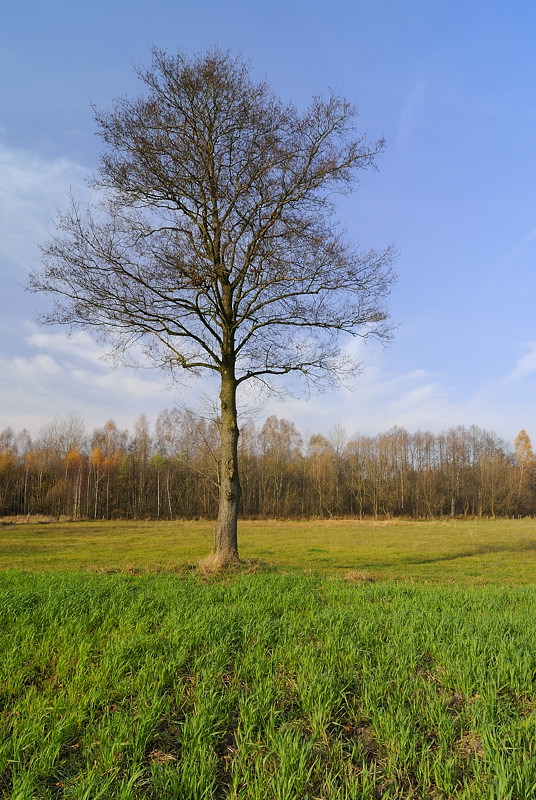 Dołączona grafika